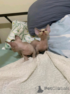 Foto №2 zu Ankündigung № 138914 zu verkaufen bambino - einkaufen Deutschland quotient 	ankündigung, züchter