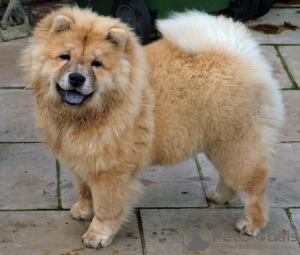 Foto №3. Chow-Chow-Welpen zur Adoption. Deutschland