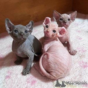 Foto №1. sphynx-katze - zum Verkauf in der Stadt Helsinki | verhandelt | Ankündigung № 174623