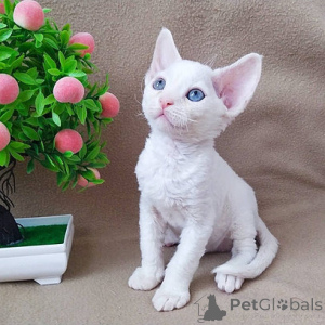 Foto №1. devon rex - zum Verkauf in der Stadt Berlin | 242€ | Ankündigung № 155493