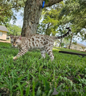 Foto №1. bengal katzenrasse - zum Verkauf in der Stadt Skövde | 750€ | Ankündigung № 153251