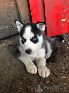 Foto №3. Geimpfte Siberian Husky-Welpen mit Stammbaum zu verkaufen. Deutschland