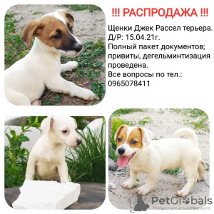 Foto №1. jack russell terrier - zum Verkauf in der Stadt Krivoy Rog | 124€ | Ankündigung № 11311