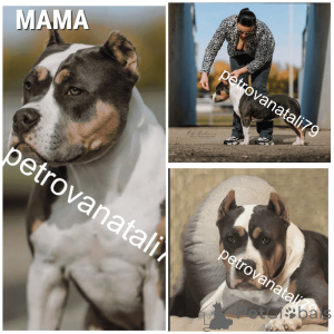 Foto №4. Ich werde verkaufen american bully in der Stadt Krasnodar. züchter - preis - verhandelt