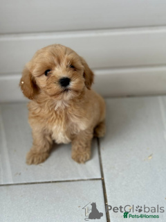 Foto №1. pudel (toy) - zum Verkauf in der Stadt Berlin | 550€ | Ankündigung № 167627