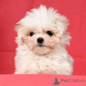 Foto №3. Malteserwelpen zur Adoption Verflügbar. Deutschland