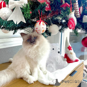 Foto №1. birma-katze - zum Verkauf in der Stadt Alavus | 533€ | Ankündigung № 164593