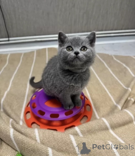 Foto №1. britisch kurzhaar - zum Verkauf in der Stadt Barsel | verhandelt | Ankündigung № 156360