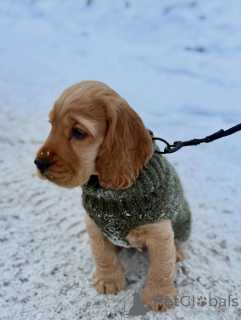 Foto №3. Englische Cocker Spaniel-Welpen vom Tierarzt untersucht und gesund. Deutschland