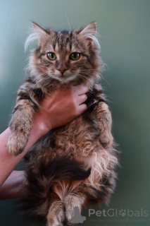 Foto №2 zu Ankündigung № 148570 zu verkaufen maine-coon-katze - einkaufen Deutschland züchter