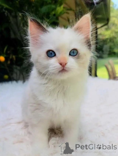 Foto №4. Ich werde verkaufen ragdoll-katze in der Stadt Rheinpalatz. quotient 	ankündigung - preis - 580€