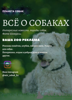 Foto №2 zu Ankündigung № 7397 zu verkaufen mischlingshund - einkaufen Russische Föderation quotient 	ankündigung