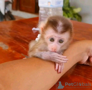 Foto №2 zu Ankündigung № 131974 zu verkaufen  - einkaufen USA quotient 	ankündigung