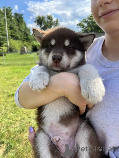 Foto №1. alaskan malamute - zum Verkauf in der Stadt Amityville | 649€ | Ankündigung № 176230