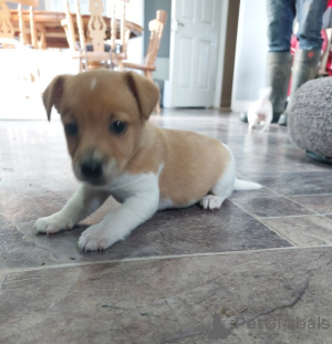 Foto №4. Ich werde verkaufen jack russell terrier in der Stadt Boğazköy. quotient 	ankündigung - preis - Frei