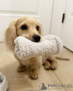 Foto №2 zu Ankündigung № 144409 zu verkaufen dackel - einkaufen Deutschland züchter