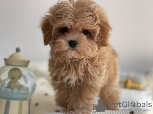 Foto №3. Wunderschöne kleine Maltipoo-Welpen.. Deutschland