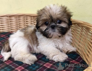 Foto №2 zu Ankündigung № 30195 zu verkaufen shih tzu - einkaufen Deutschland 