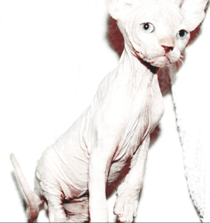 Foto №4. Ich werde verkaufen sphynx cat in der Stadt Großer Sotschi. züchter - preis - 226€