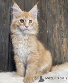 Foto №2 zu Ankündigung № 161675 zu verkaufen maine-coon-katze - einkaufen USA züchter