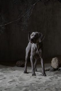 Foto №2. Paarung Service weimaraner. Preis - 2000€