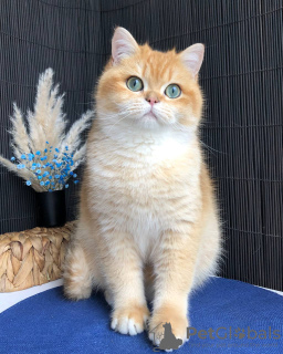 Foto №4. Ich werde verkaufen britisch kurzhaar in der Stadt Kiew. vom kindergarten - preis - 663€