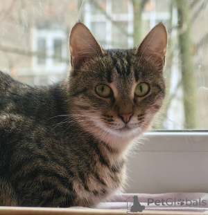 Foto №3. Kitty Spring ist in guten Händen.. Russische Föderation