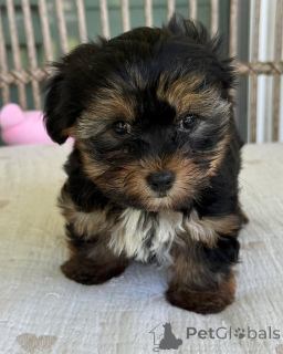 Foto №3. Wunderschöne Yorkie-Babys vom Tierarzt untersucht und gesund. Tschechische Republik