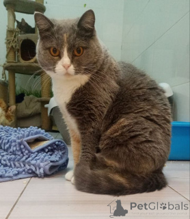 Foto №1. schottische faltohrkatze - zum Verkauf in der Stadt Balashikha | Frei | Ankündigung № 155967