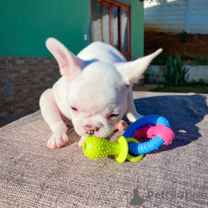 Zusätzliche Fotos: Französische Bulldoggenwelpen!