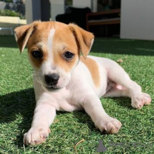 Foto №2 zu Ankündigung № 88430 zu verkaufen  - einkaufen Vereinigte Arabische Emirate 