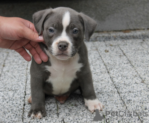 Foto №1. american bully - zum Verkauf in der Stadt Poznan | verhandelt | Ankündigung № 57953