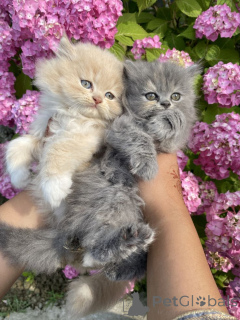 Foto №2 zu Ankündigung № 161291 zu verkaufen maine-coon-katze - einkaufen Deutschland züchter