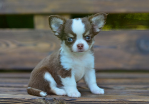 Foto №3. Luxuriöse Chihuahua. Russische Föderation