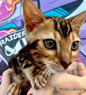 Foto №1. bengal katzenrasse - zum Verkauf in der Stadt Helsinki | 550€ | Ankündigung № 164371