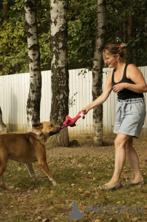 Foto №4. Ich werde verkaufen mischlingshund in der Stadt Москва. quotient 	ankündigung - preis - Frei