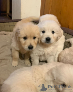 Zusätzliche Fotos: Wunderschöne Golden Retriever-Welpen jetzt verfügbar