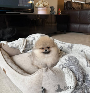 Foto №3. Piękne szczenięta rasy szpic miniaturowy (Pomeranian) szukają swoich domów na. Polen