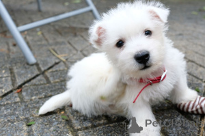 Foto №3. Atemberaubende West Highland Terrier-Welpen. Schweden