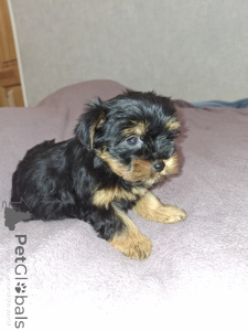 Foto №3. Charmante Yorkshire-Terrier-Welpen. Estland