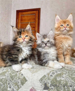 Foto №2 zu Ankündigung № 118128 zu verkaufen maine-coon-katze - einkaufen Deutschland züchter