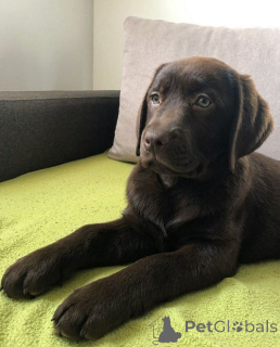 Foto №1. labrador retriever - zum Verkauf in der Stadt Belgrad | verhandelt | Ankündigung № 168723
