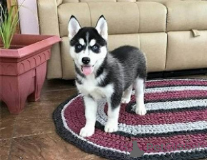 Foto №2 zu Ankündigung № 148782 zu verkaufen siberian husky - einkaufen USA aus dem tierheim, züchter