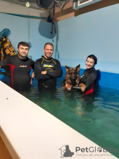 Zusätzliche Fotos: Schwimmbad für Hunde