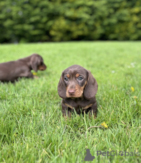 Foto №2 zu Ankündigung № 100224 zu verkaufen mischlingshund - einkaufen Deutschland quotient 	ankündigung