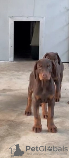 Zusätzliche Fotos: Dobermann-Welpen zu verkaufen