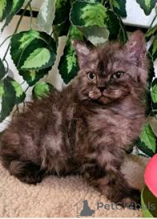 Foto №3. Selkirk Rex-Kätzchen zu verkaufen. Österreich