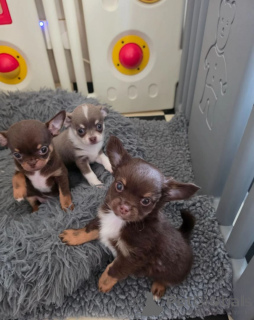 Foto №1. chihuahua - zum Verkauf in der Stadt Butzbach | 450€ | Ankündigung № 171441