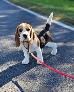 Zusätzliche Fotos: Wunderschöne Beagle-Welpen zu verkaufen.