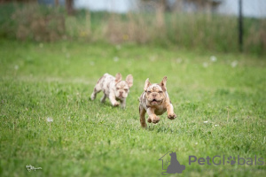 Zusätzliche Fotos: Französische Bulldogge